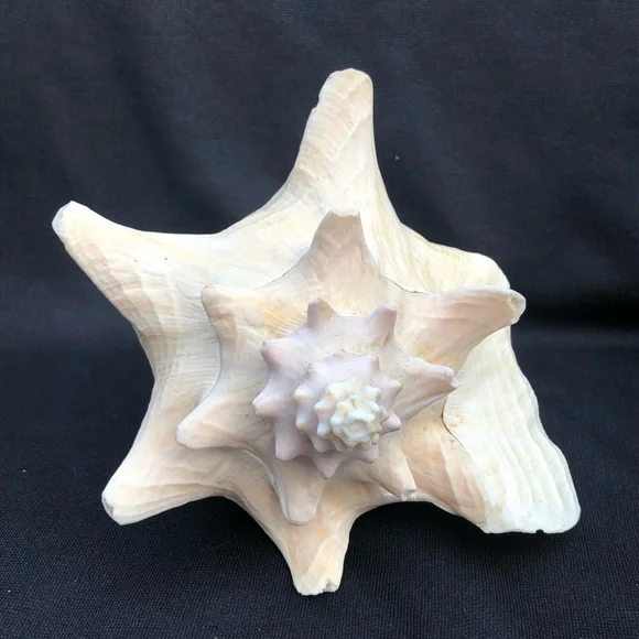 Queen Conch Seashell Strombus Gigas Decoration Large 8” x 6 1/2”” - Picture 9 of 10